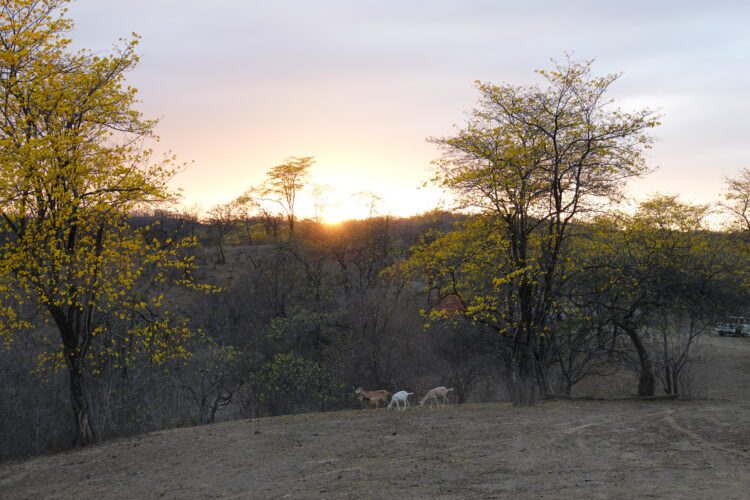 De bescherming van droogbossen