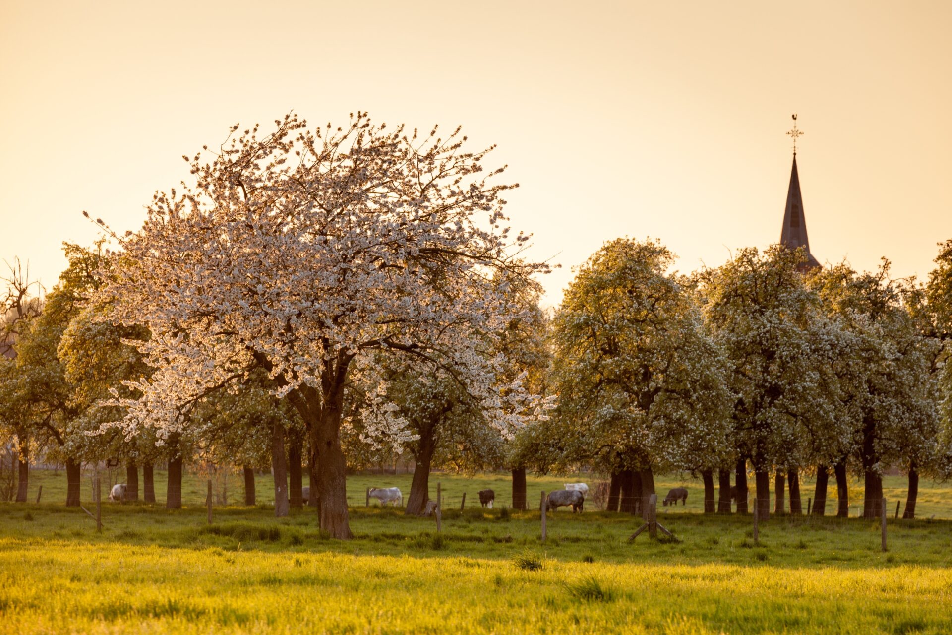 Koolstofopslag in boslandbouw
