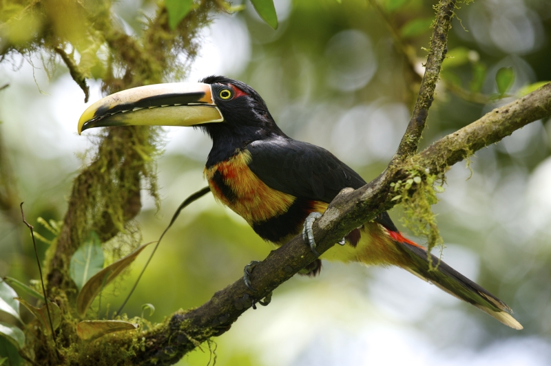 Bleeksnavelarassari in het Amazonewoud